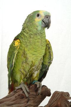 PAPPAGALLO