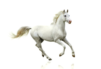 Naklejka premium biały koń na białym tle