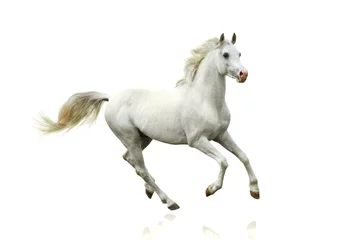 Foto op Plexiglas anti-reflex wit paard geïsoleerd © Mari_art