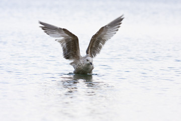 Junge Silbermöwe (Larus Argentatus)