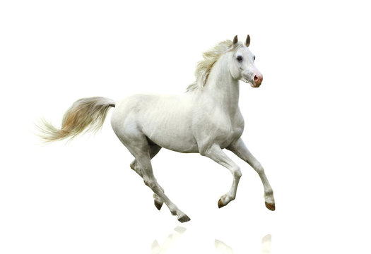 Fototapeta white horse isolated