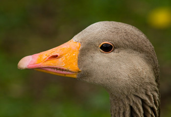 Goose