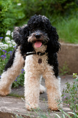 Harlekinpudel, Pudel