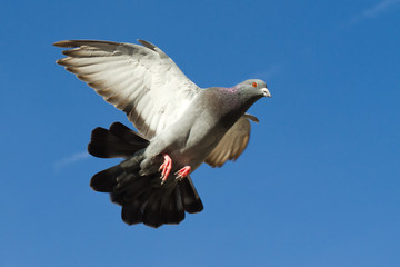 fliegende Taube