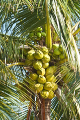 Coconut fruit