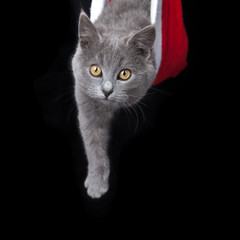 gray kitten hides inside of a red santa hat on black background