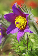 Gewöhnliche Kuhschelle, Pulsatilla vulgaris, Hahnenfußgewächse