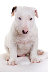 Obraz premium Bullterrier puppy - studio portrait