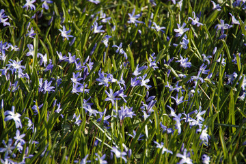 Blaustern Massenblüte