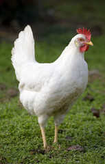 Free ranging white chicken hen on a green field 