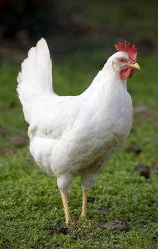 Free ranging white chicken hen on a green field 