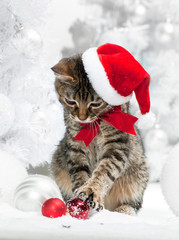 Christmas cat