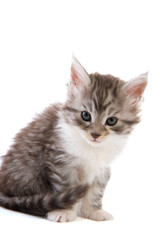 Maine Coon kitten