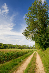 Fototapeta na wymiar Agraric landscape in summer
