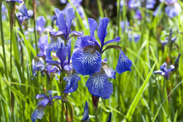 Siberian iris - iris sibirica