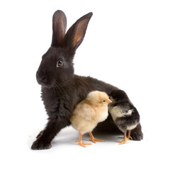 Black rabbit and chickens