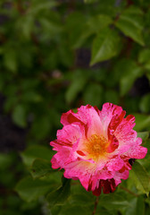 Red and pink speckled Rose wider DOF