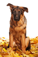 German shepherd