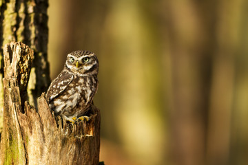 Little Owl in the autumn forest