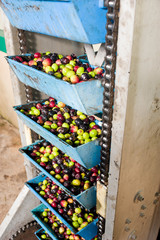 Olive processing plant