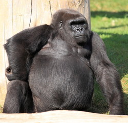femelle gorille des plaines © joël BEHR
