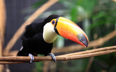 toucan toco curieux
