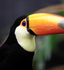 portrait de toucan toco