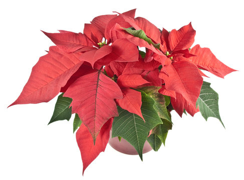 red poinsettia isolated