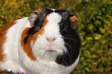 Cochon d'Inde , Cobaye, poils courts, tricolore