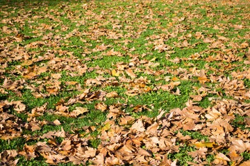 Maple leaves on a green lawn
