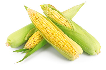 Fresh ear of corn