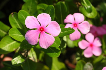 tropical pink flowers.