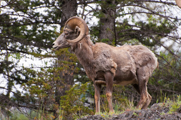 Side view of bighorn sheep