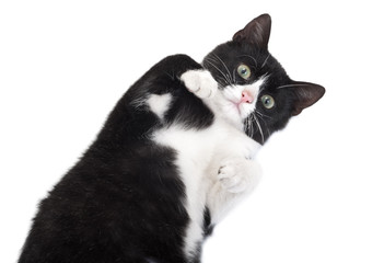 black and white kitten