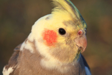 Cockatiel. Love bird close up