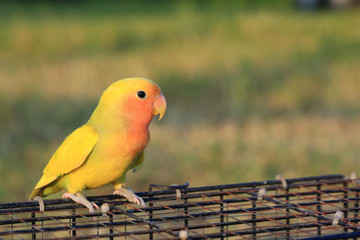 lovebird.