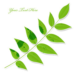 Vector Graphic Green Leaf Twig