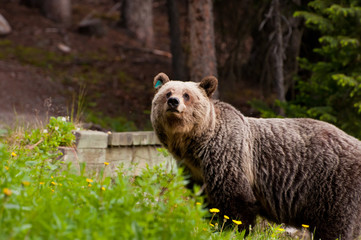 Closeup of grizzly bear