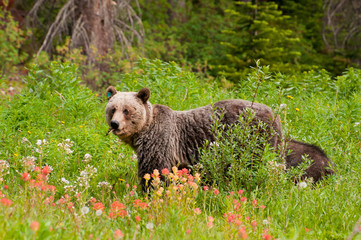 Grizzly bear feeding