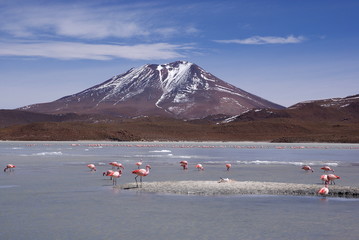 Laguna celeste, Flamingos, Bolivia