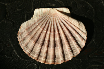 Shell