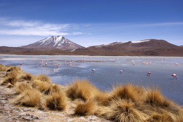 Laguna celeste, Flamingos, Bolivia