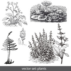 vector set: plants - flowers