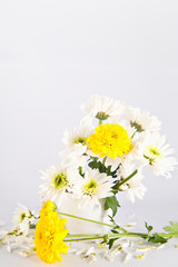 Fototapeta na wymiar Yellow and yellow Chrysanthemum flower