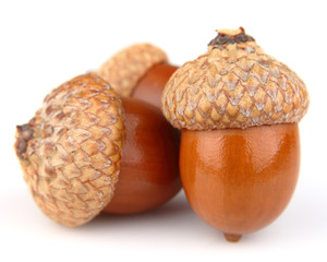 Dried acorns
