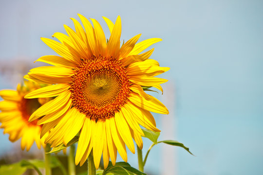 sunflower in sunny day