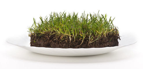 grass on dish