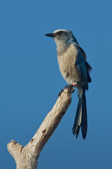 Florida Scrub-Jay (Aphelocoma coerulescens)
