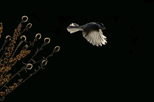 M&eacute;sange nonnette en vol