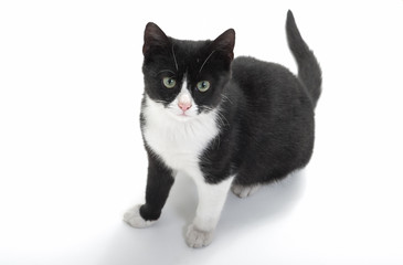 black and white kitten